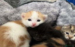 Mixed Breed cats for sale: 3 mixed breed kittens available - Image 15