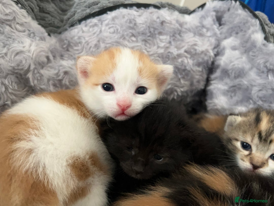 Mixed Breed cats for sale: 3 mixed breed kittens available - Image 15
