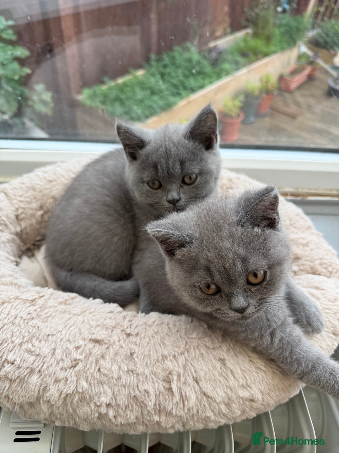 British Shorthair cats for sale: Rare Coloured British Shorthair kittens - Image 14