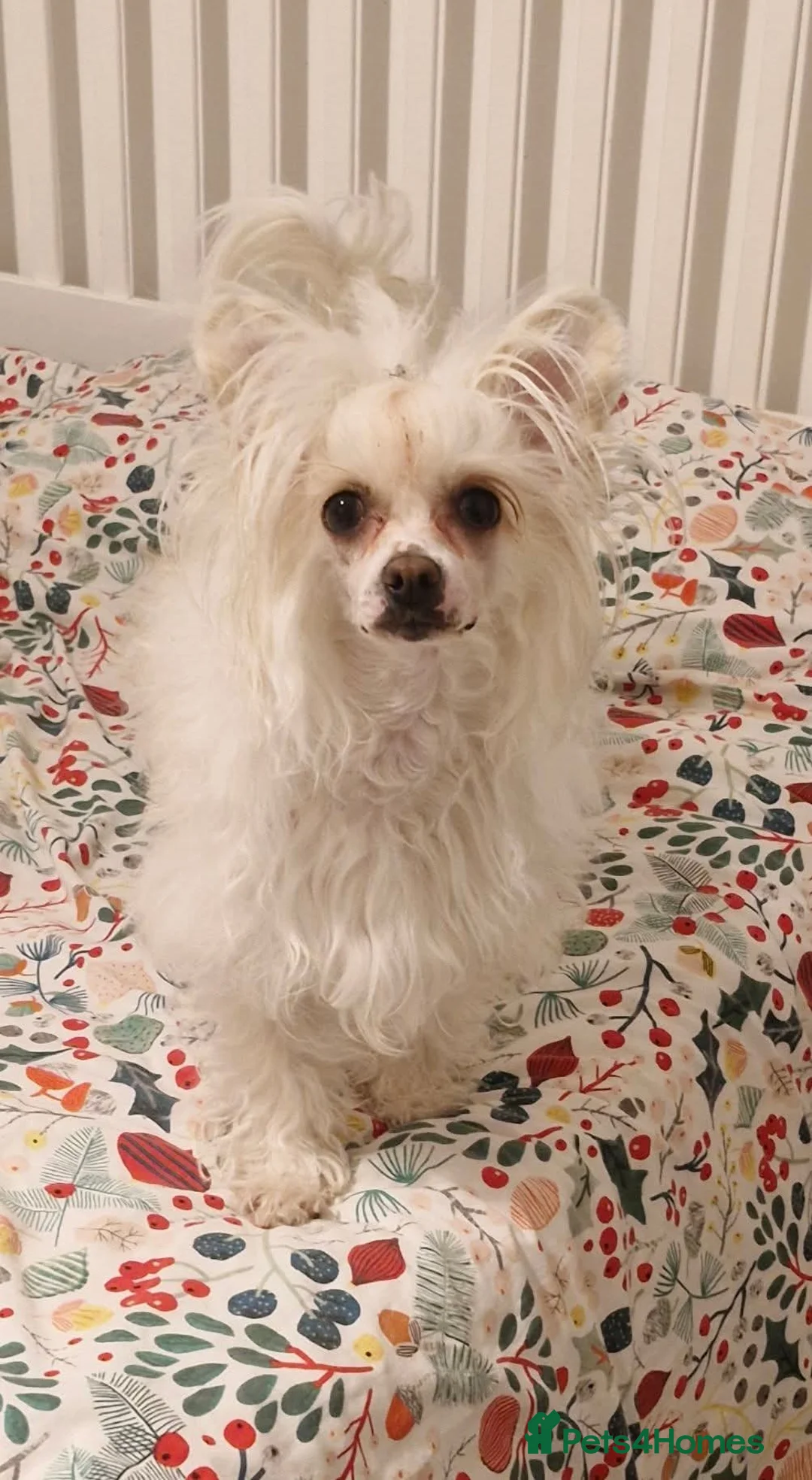 Chinese Crested dogs for sale: Powder puff puppies available  - Advert 2