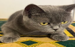 British Shorthair cats for sale: British shorthaired kittens - Image 10