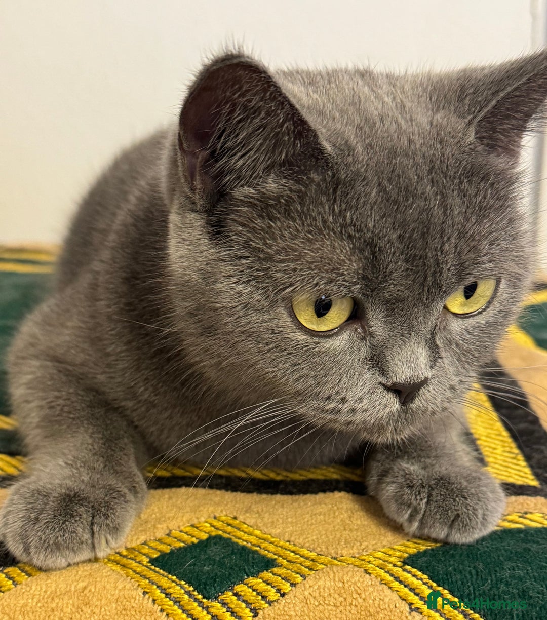 British Shorthair cats for sale: British shorthaired kittens - Image 10