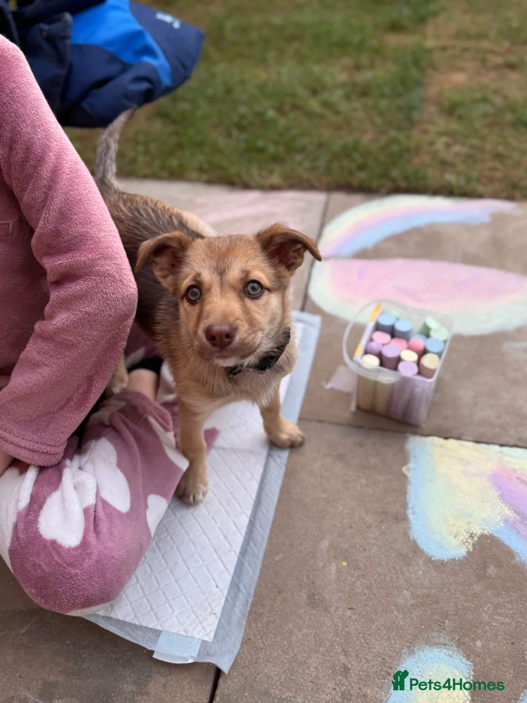 Jack Chi dogs for sale: 12 week old female chihuahua x Jack Russell  - Advert 2