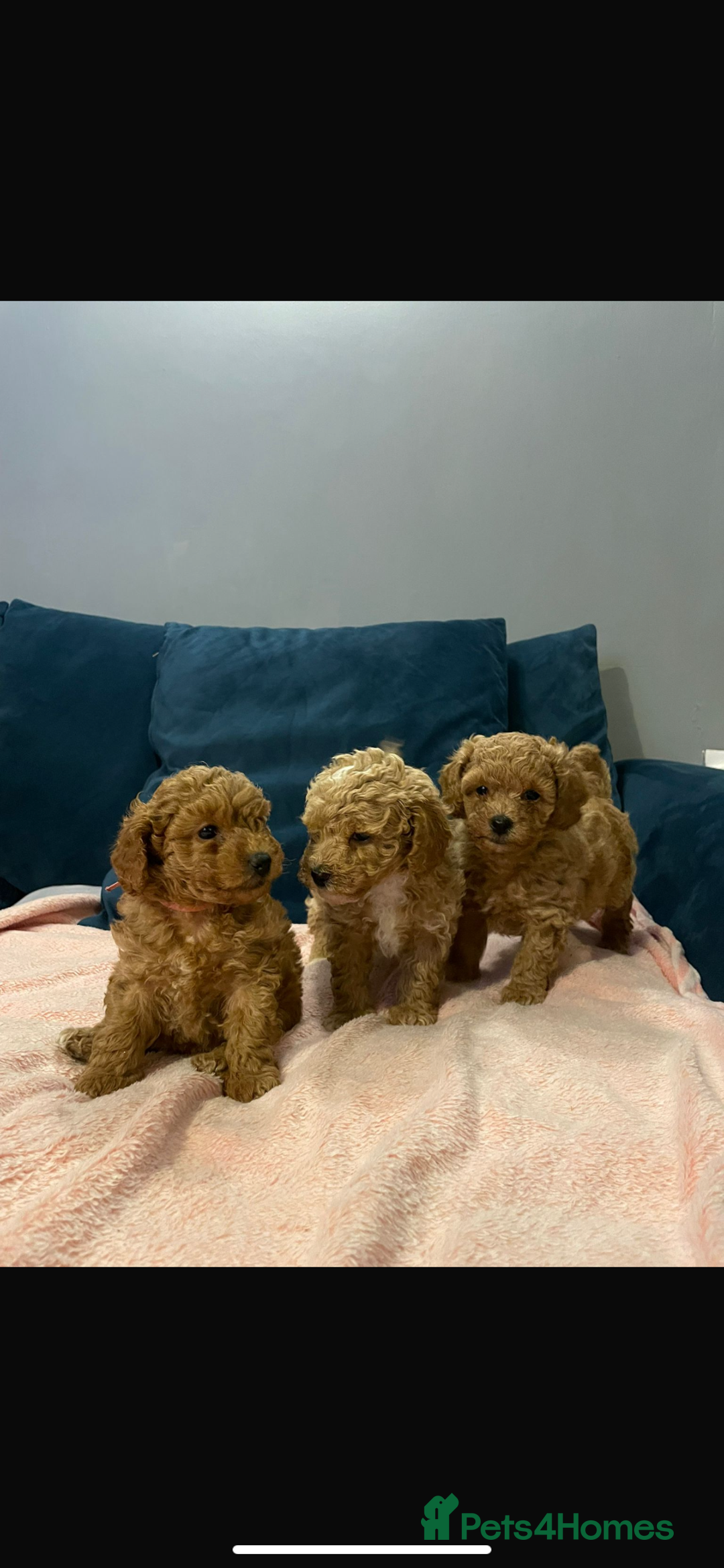 Cavapoo dogs for sale: Toy Cavapoo puppies - Advert 4