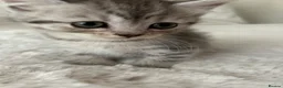 British Shorthair cats for sale: British short hair x exotic shorthair  - Advert 4