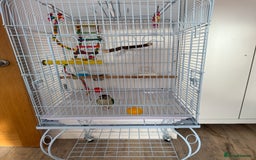 Conures birds for sale: 1 Yellow Sided Turquoise Conure - Image 3