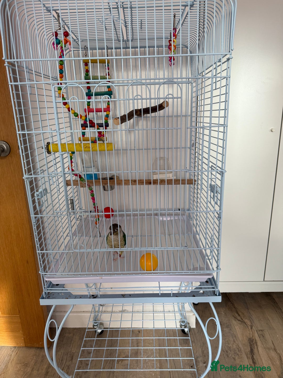 Conures birds for sale: 1 Yellow Sided Turquoise Conure - Image 3