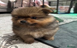 Pomeranian dogs for sale: Adorable Pomeranian Puppies – Orange Sable - Image 5