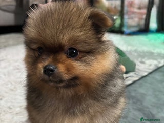 Pomeranian dogs Adorable Pomeranian Puppies – Orange Sable - Advert 2