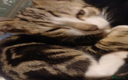 Domestic Shorthair cats for sale: 🐾 9 Beautiful Kittens - Image 4