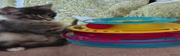 Norwegian Forest Cat cats for sale: Beautiful Norwegian Forest Kittens  - Advert 3