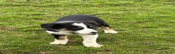 Border Collie dogs for sale: Border Collie Pups in Machynlleth - Advert 5