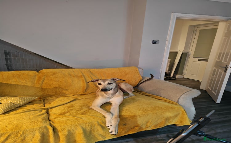 Lurcher dogs - Advert 5