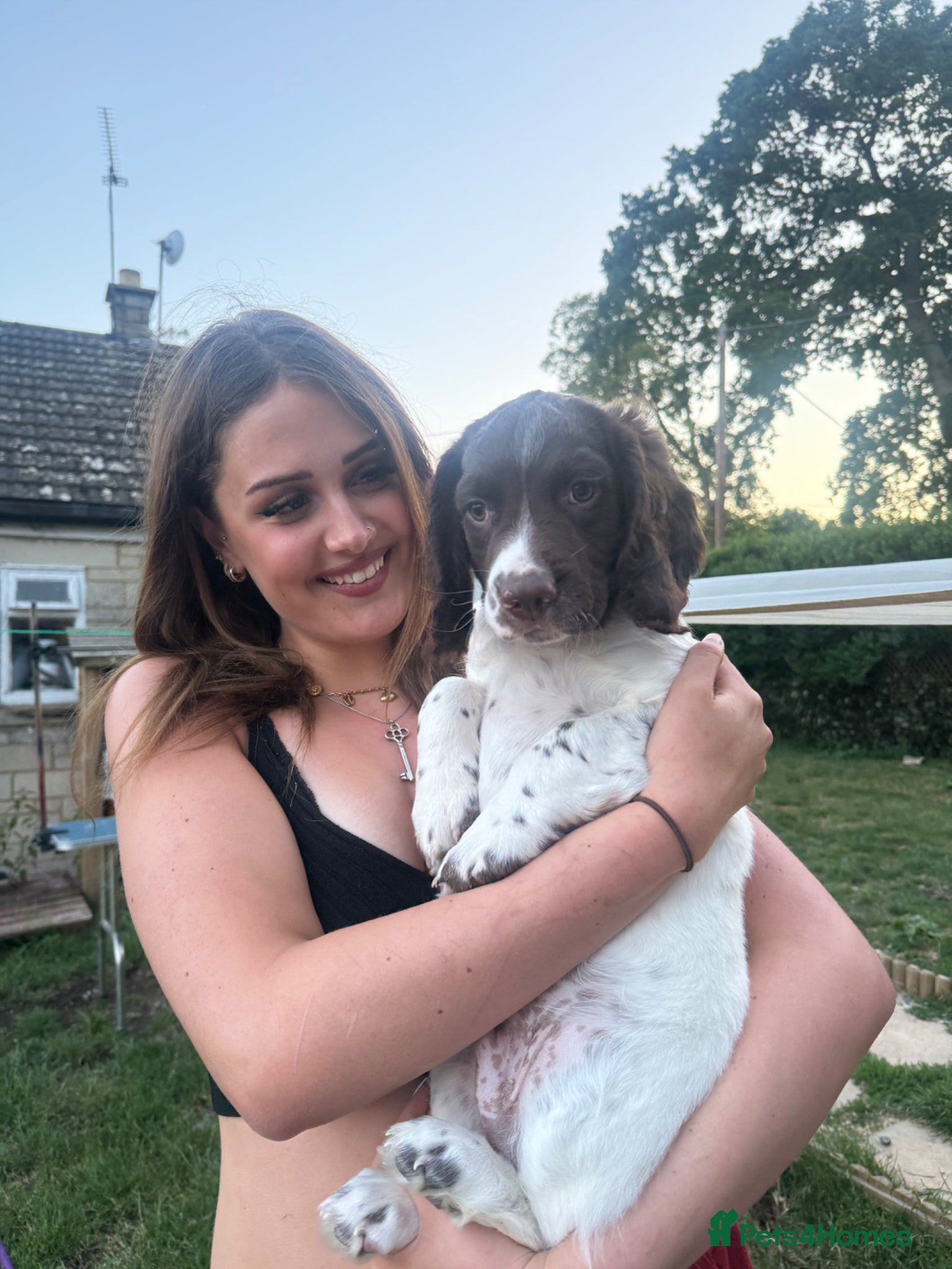 English Springer Spaniel dogs Stunning Springer spaniel kc puppy - Advert 2