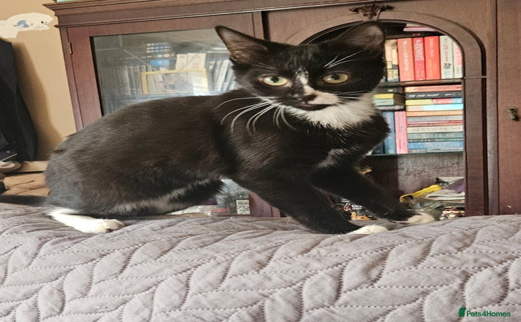 Mixed Breed cats in Batley - Advert 3
