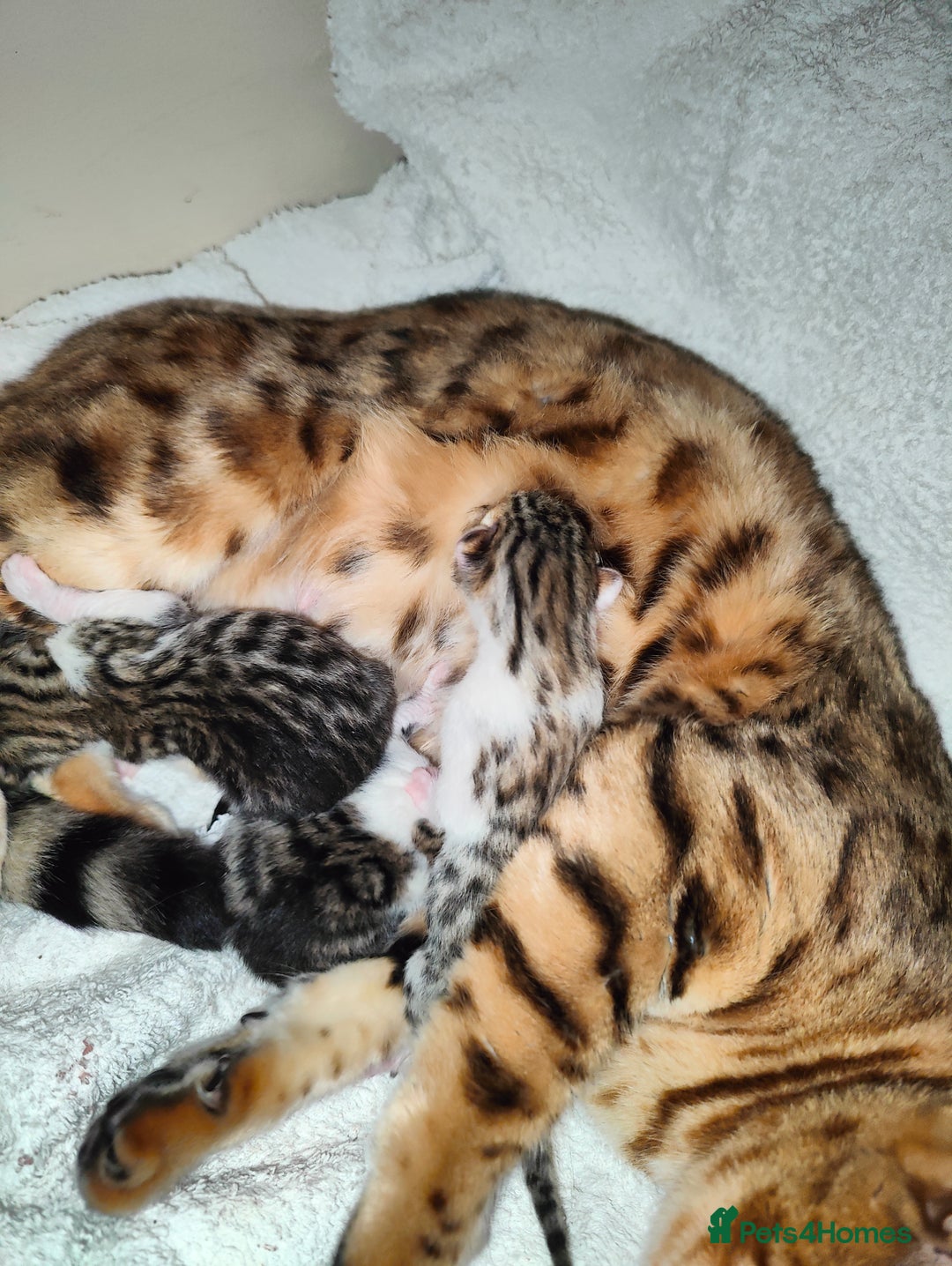 Mixed Breed cats for sale: Letter of three bengal mix boys. 2 available - Advert 1