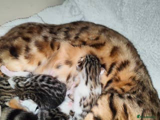 Mixed Breed cats Letter of three bengal mix boys. 2 available - Advert 5