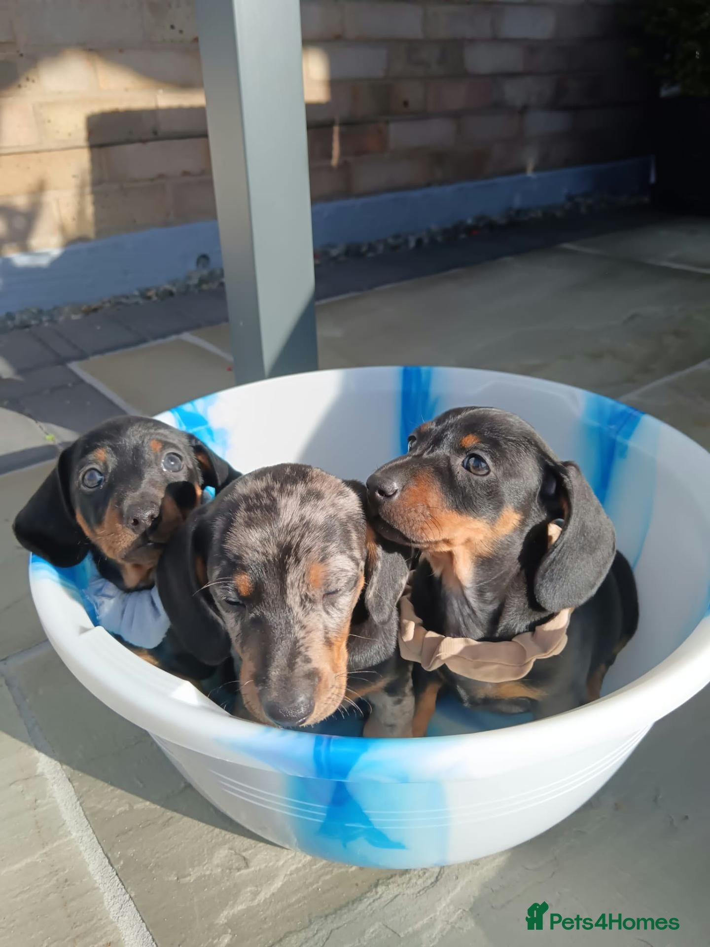 Dachshund dogs Dachshund  - Advert 9