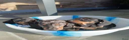 Dachshund dogs for sale: Dachshund  - Advert 1