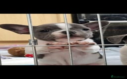 Mixed Breed dogs for sale: Fantastic 3/4 French bulldog and a 1/4 jack puppy - Image 2
