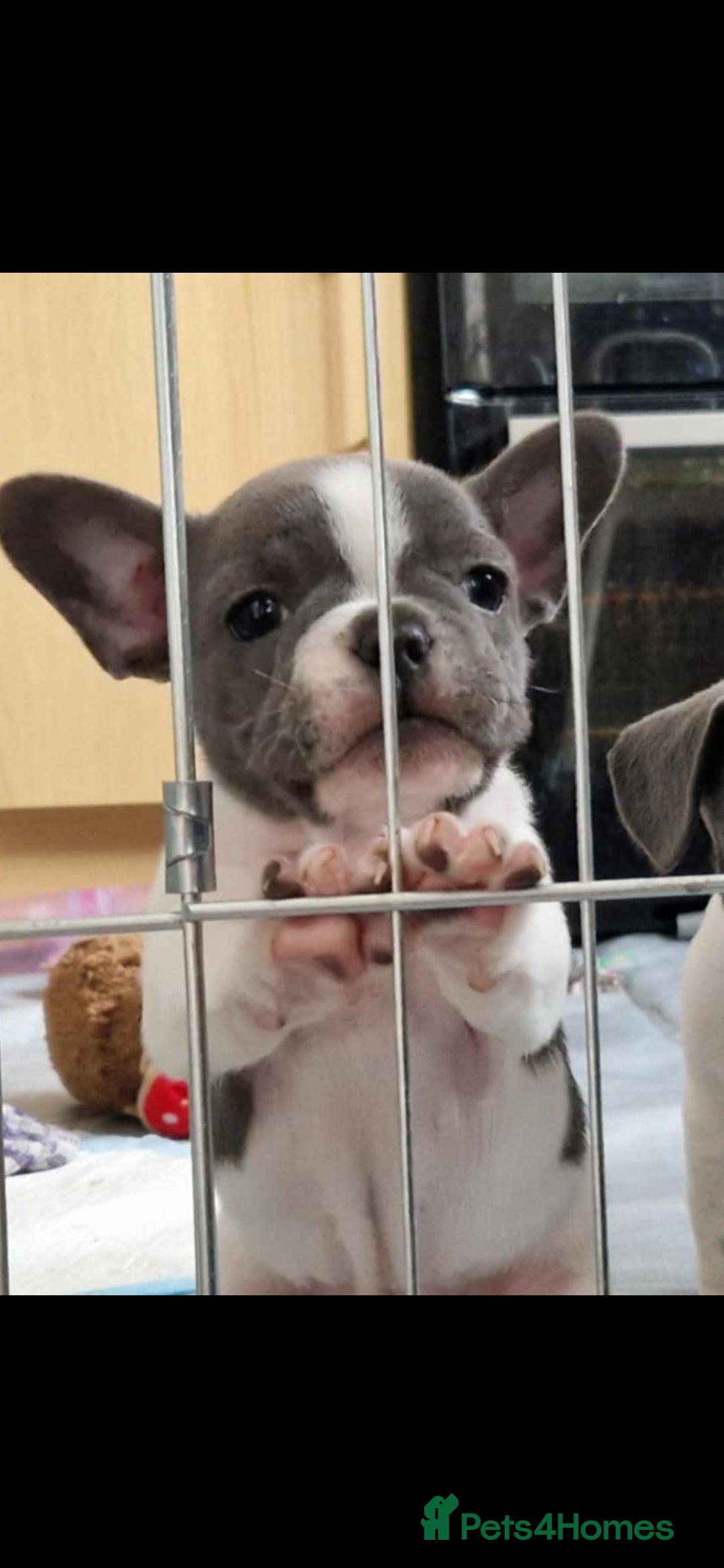 Mixed Breed dogs for sale: Fantastic 3/4 French bulldog and a 1/4 jack puppy - Image 2