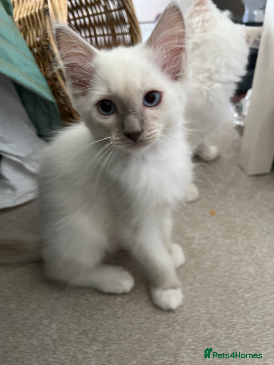 Ragdoll cats for sale: Ragdoll kittens Blue, Lilac & flame or blue/seal - Image 10