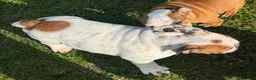 English Bulldog dogs for sale: English Bulldog Puppies  - Advert 15