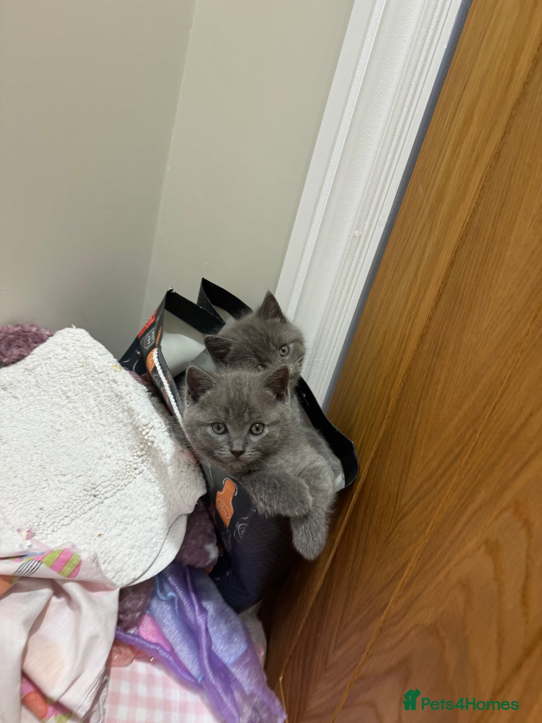 British Shorthair cats for sale: British shorthair kittens for sale  - Advert 4