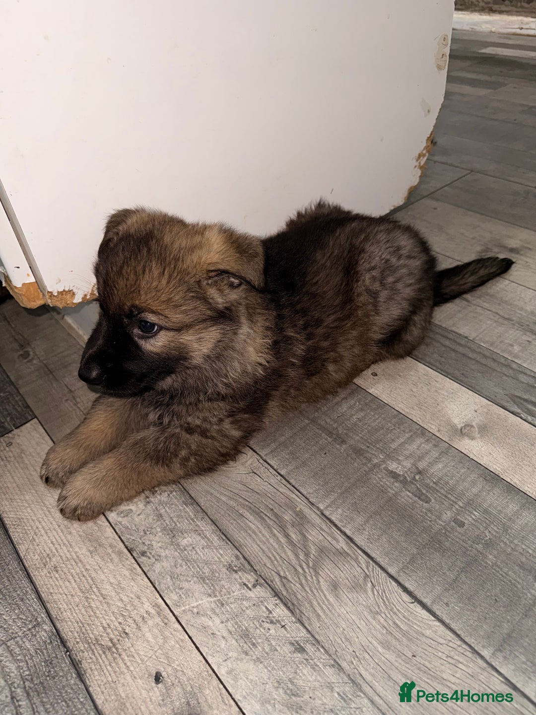 German Shepherd dogs for sale: Stunning German shepherds  - Advert 12