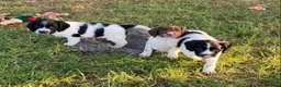 Sprocker dogs for sale: Sprocker Spaniel puppies  - Advert 5