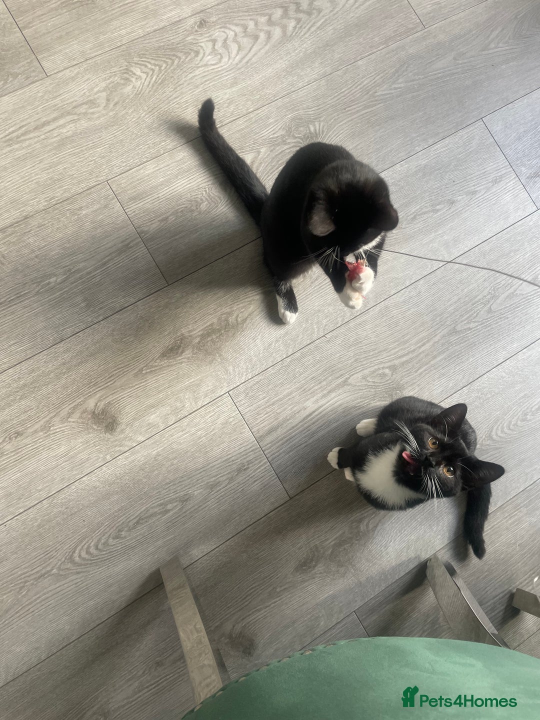 British Shorthair cats for sale: Kittens - Image 10