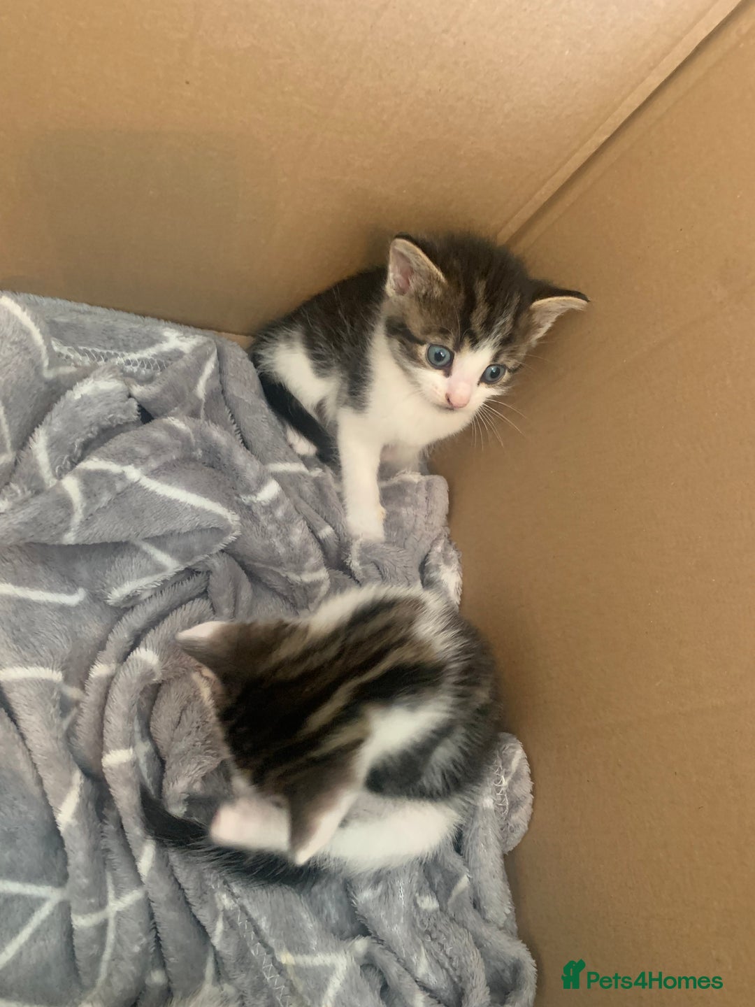British Shorthair cats for sale: 6 litter mixed domestic kittens  - Image 6