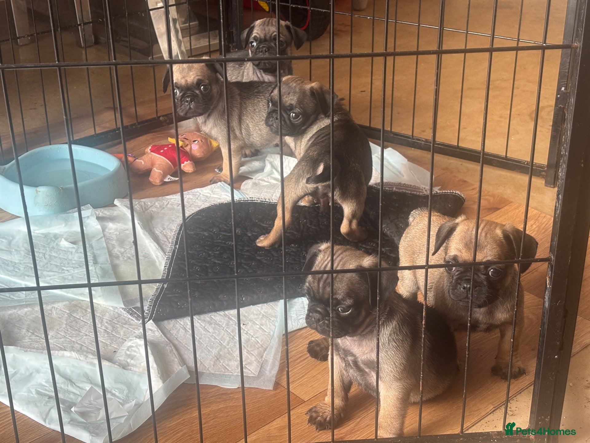 Pug dogs Fawn pug puppies Ready for new homes in 2 weeks  - Advert 1