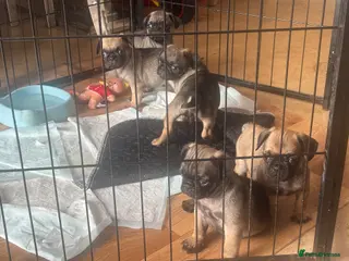 Pug dogs Fawn pug puppies Ready for new homes in 2 weeks - Advert 1