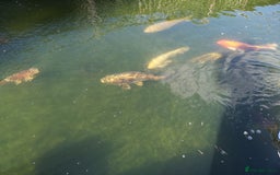 Koi Carp fish for sale: Koi Carp  - Image 7
