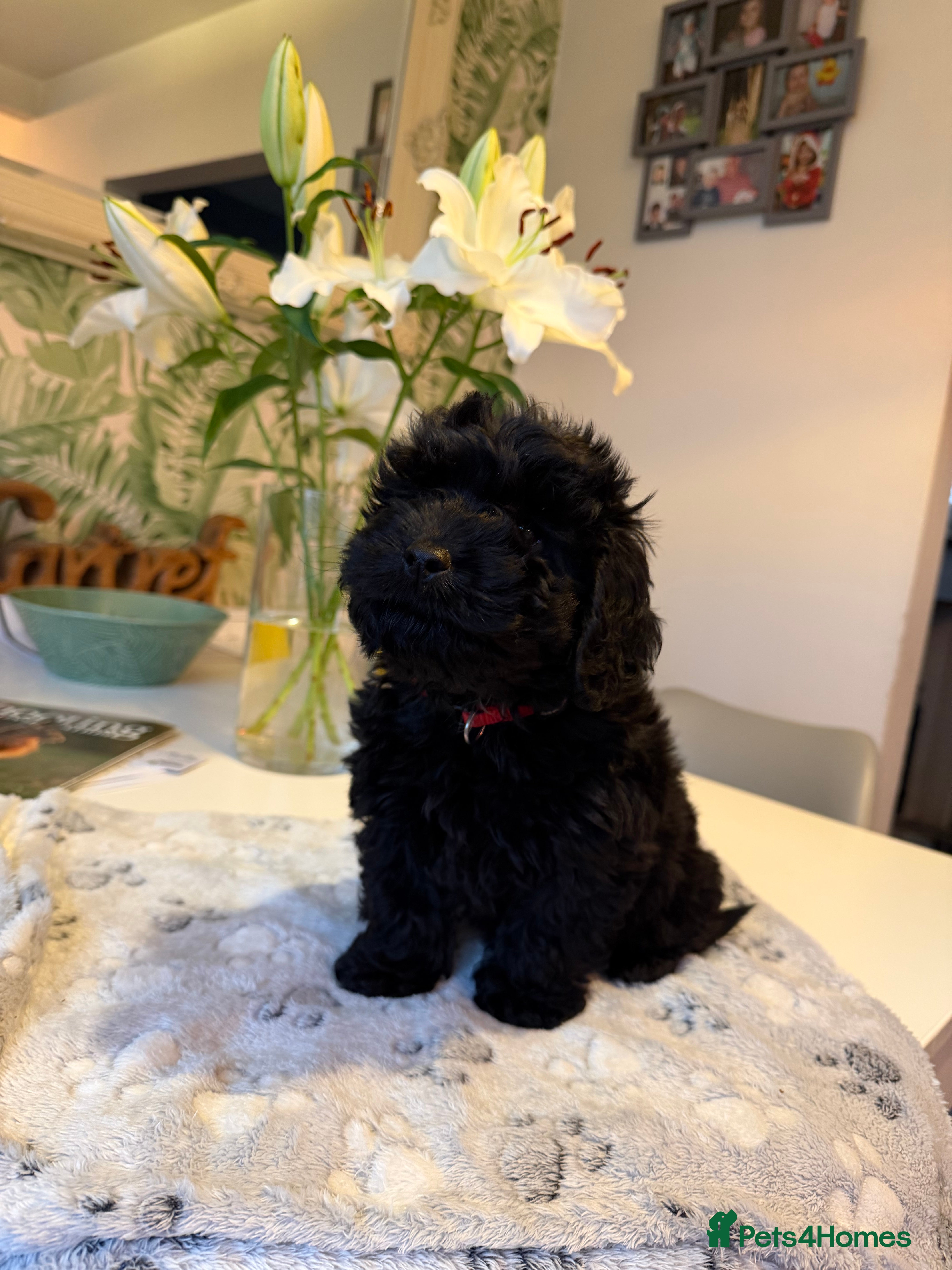 Cockapoo dogs F1 health tested Cockerpoos  - Advert 1