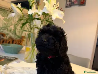 Cockapoo dogs F1 health tested Cockerpoos - Advert 17