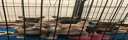 French Bulldog dogs for sale: * READY 12th JUNE * STUNNING FRENCH BULLDOGS in Tonypandy - Advert 1