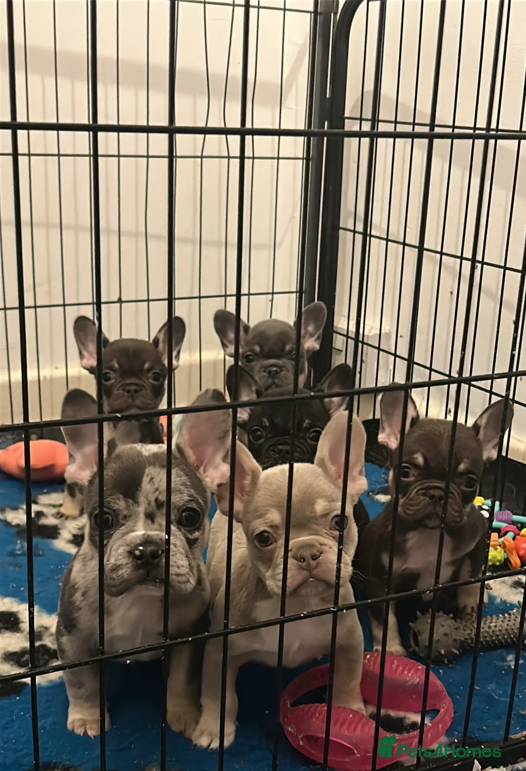 French Bulldog dogs for sale: * READY 12th JUNE * STUNNING FRENCH BULLDOGS in Tonypandy - Advert 1