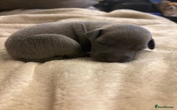 Italian Greyhound dogs for sale: KC Italian Greyhound Puppies  - Image 24