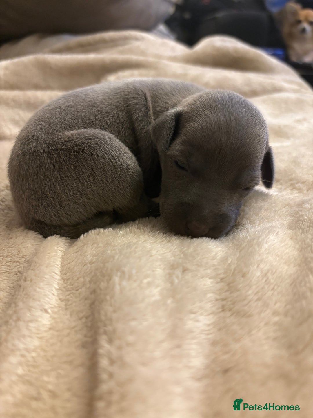 Italian Greyhound dogs for sale: KC Italian Greyhound Puppies  - Image 24