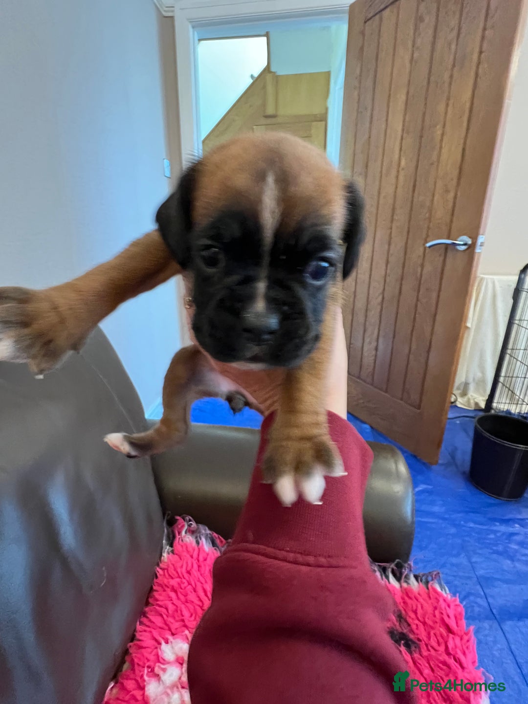 Boxer dogs for sale: Boxer puppies from Health Tested Parents  - Image 13