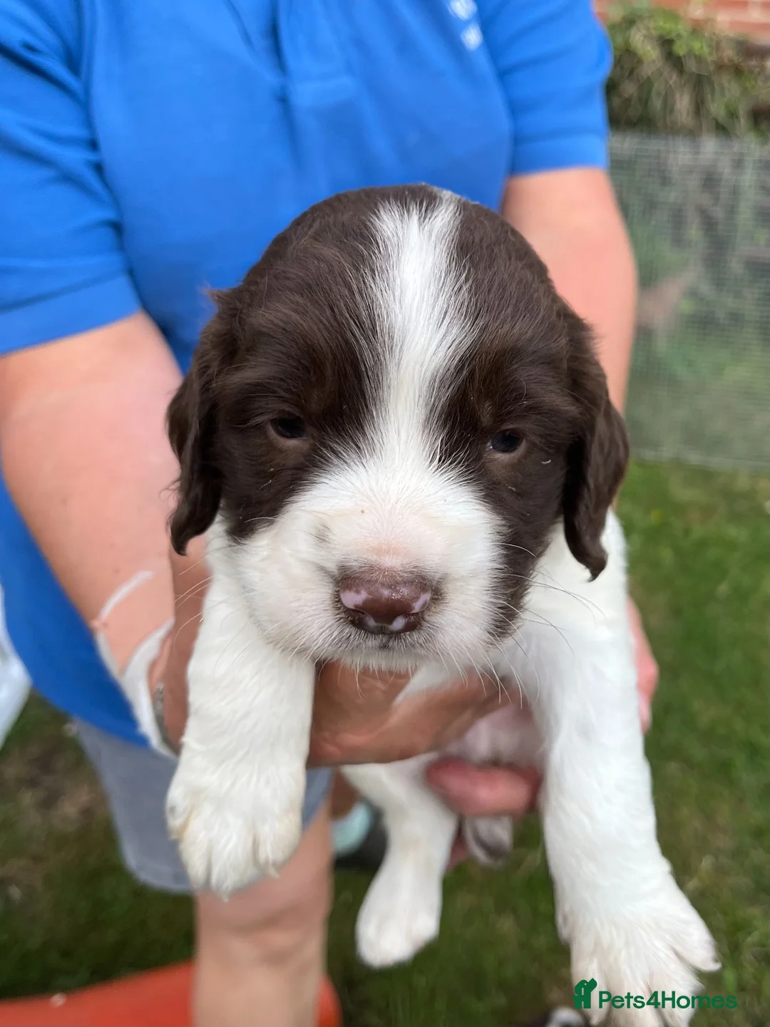 English Springer Spaniel dogs for sale: Springer Spaniel Puppies in Melksham - Advert 5