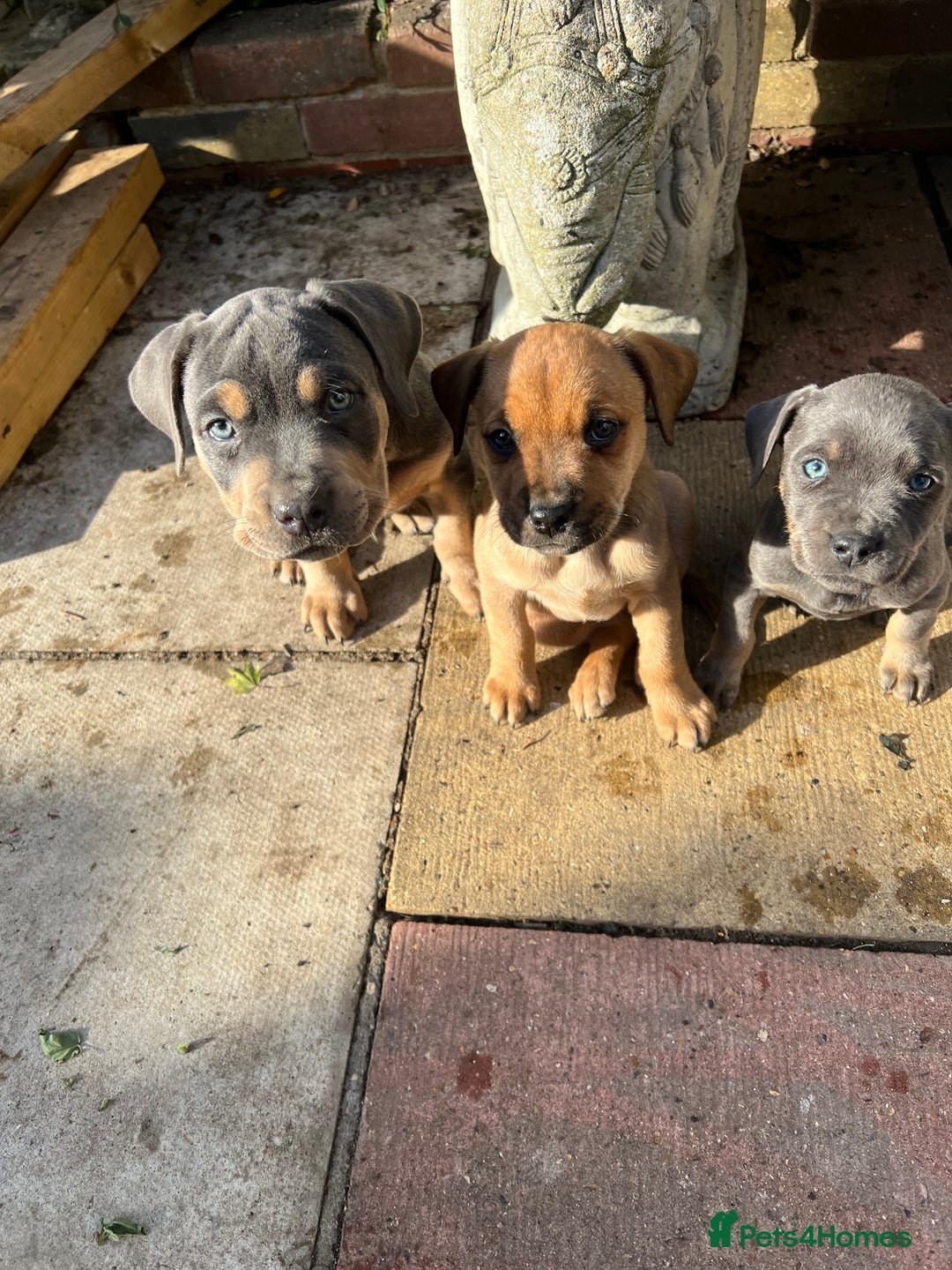 American Bull Staffy dogs for stud: Crash Bandicoot Staffweiler e ATAT d DNA tested ✅✅ - Image 5