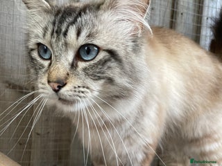 Ragdoll cats in Colchester - Advert 14