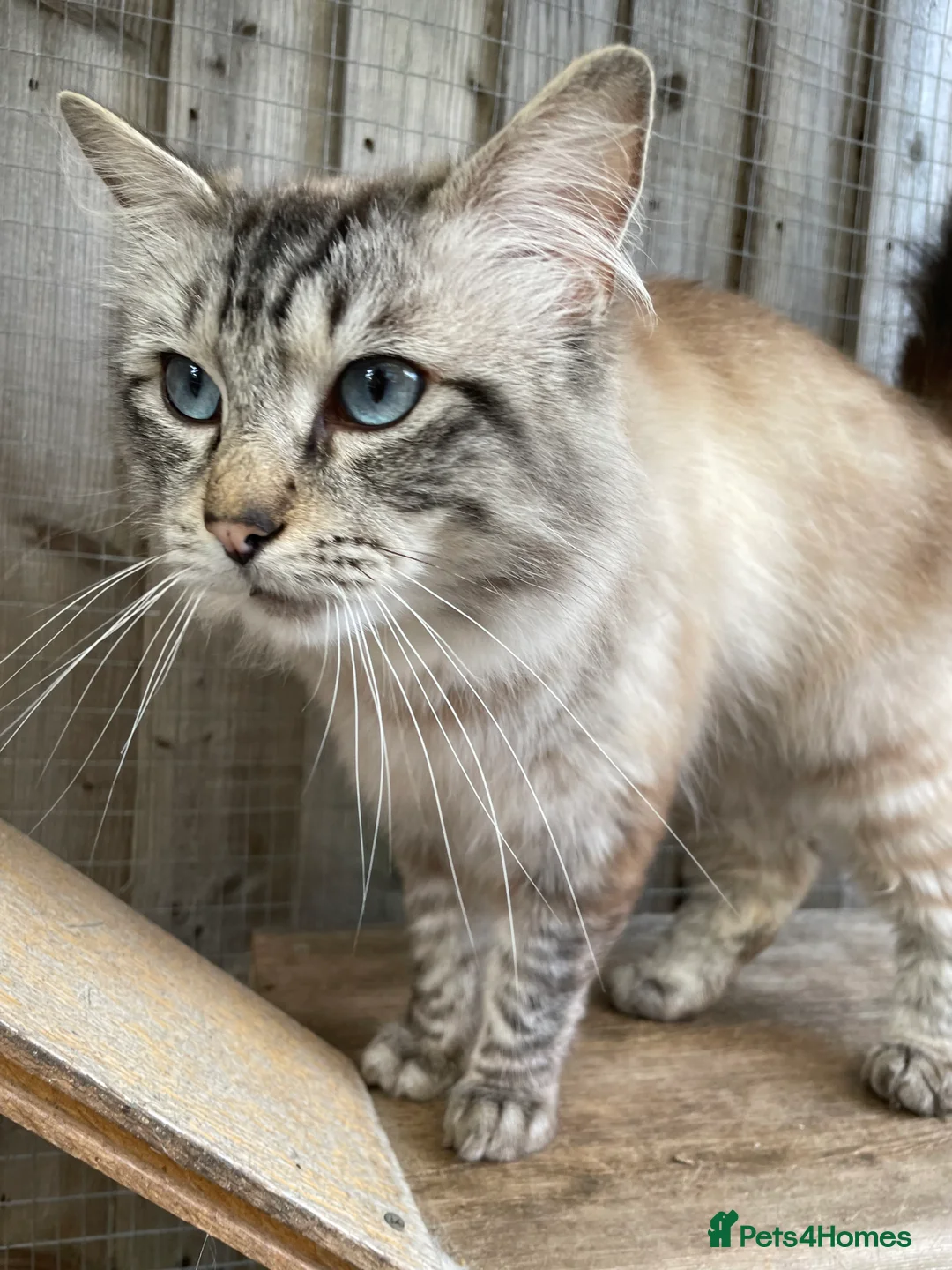 Ragdoll cats for stud: Seal Lynx point  TICA registered not for sale in Colchester - Advert 1