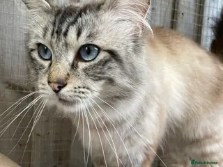 Ragdoll cats Seal Lynx point TICA registered not for sale in Colchester - Advert 3