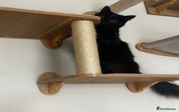 Mixed Breed cats for sale: 2 long haired black females❤️ - Image 6