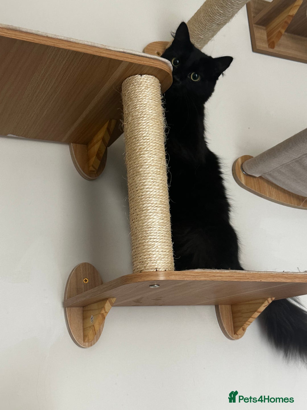 Mixed Breed cats for sale: 2 long haired black females❤️ - Image 6