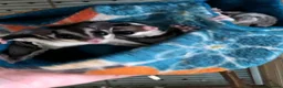 Sugar Glider rodents for sale: Single female Grey Sugar Glider  - Advert 3